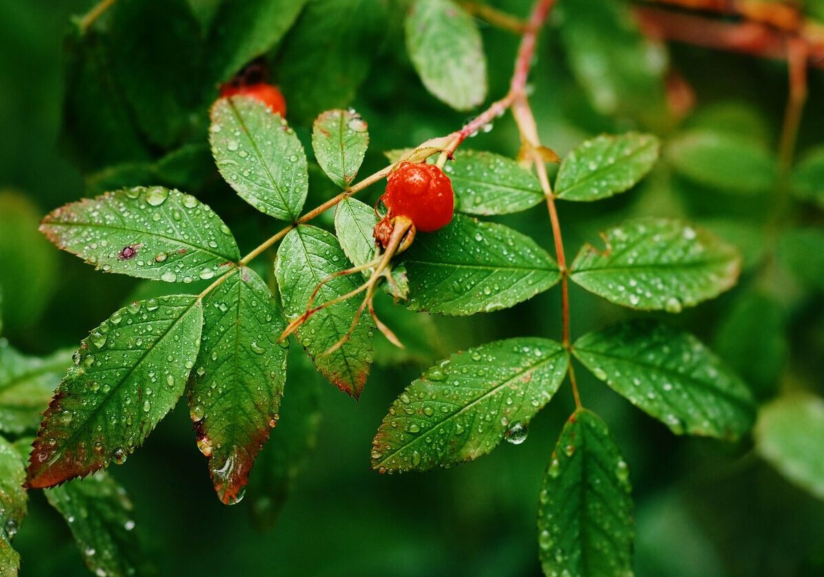 <span style="font-weight: bold; font-style: italic;">Контроль влажности и калорийности</span>