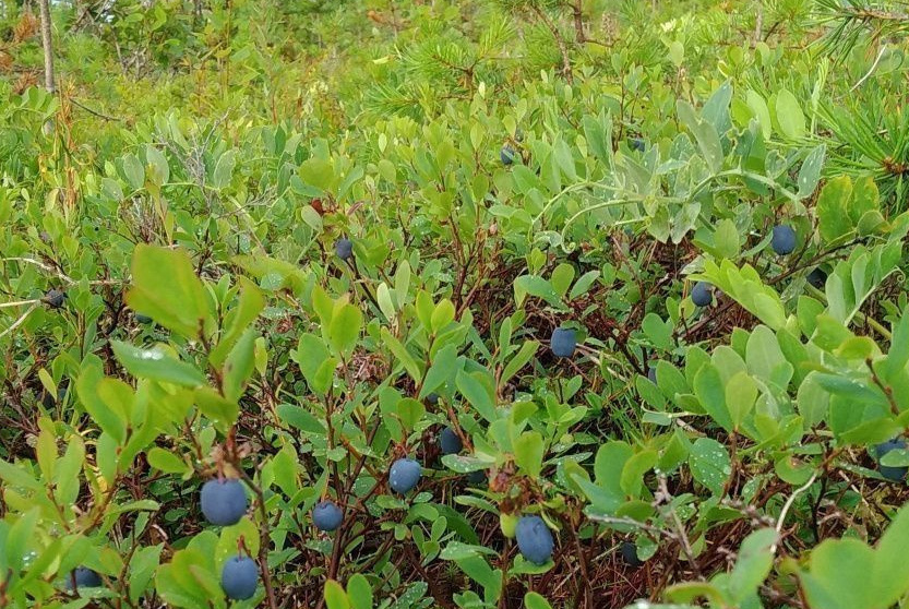 <span style="font-weight: bold; font-style: italic;">Сбалансированный уровень сырой клетчатки</span>